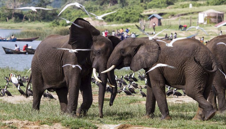 Empowers Africa’s Commendable Efforts for Biodiversity in Africa