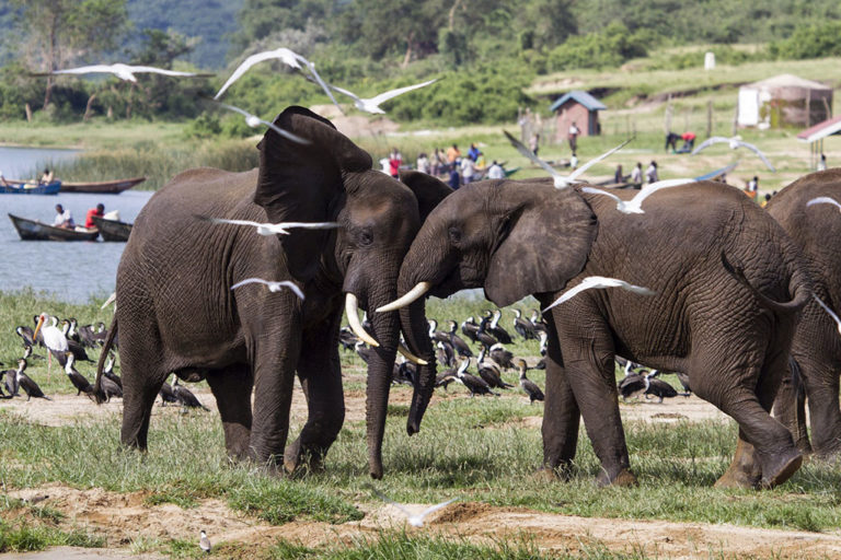 Empowers Africa’s Commendable Efforts for Biodiversity in Africa